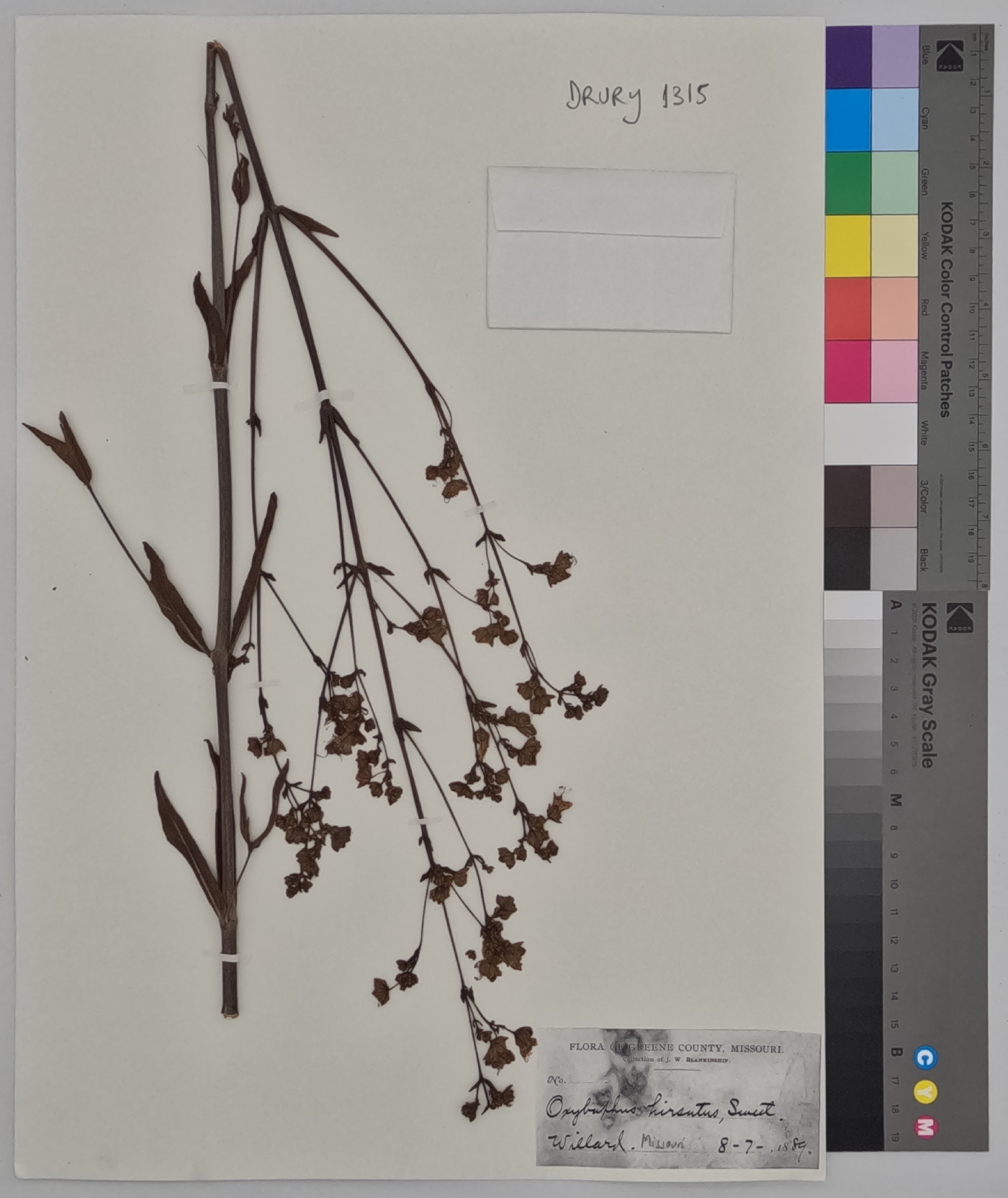 Mirabilis hirsuta image