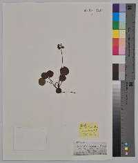 Pyrola chlorantha image