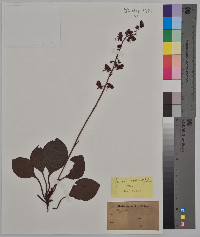 Pyrola rotundifolia image