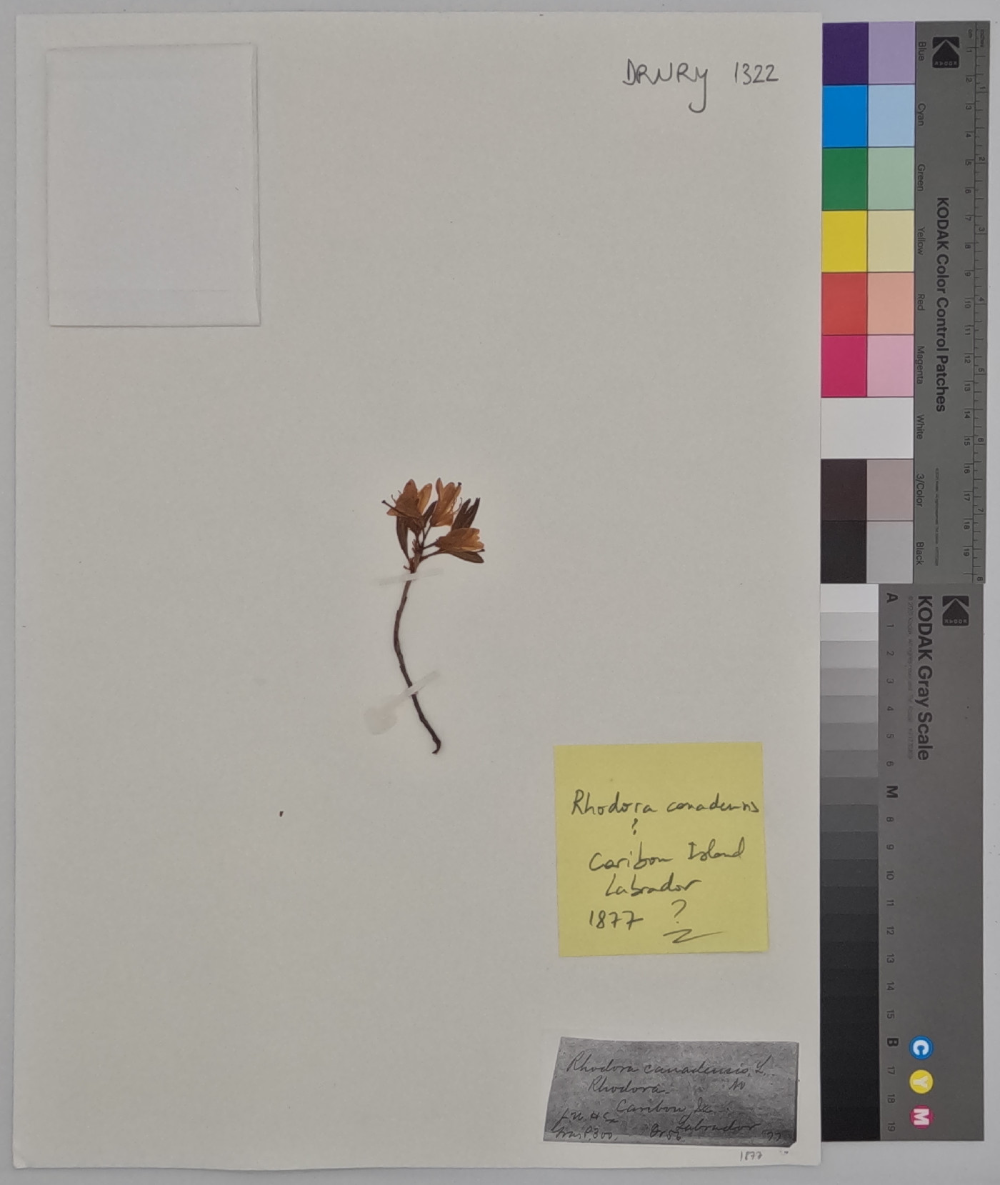 Rhodora canadensis image