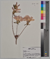 Rhododendron rubiginosum image