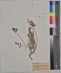 Astragalus missouriensis image