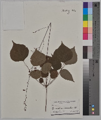 Desmodium acuminatum image