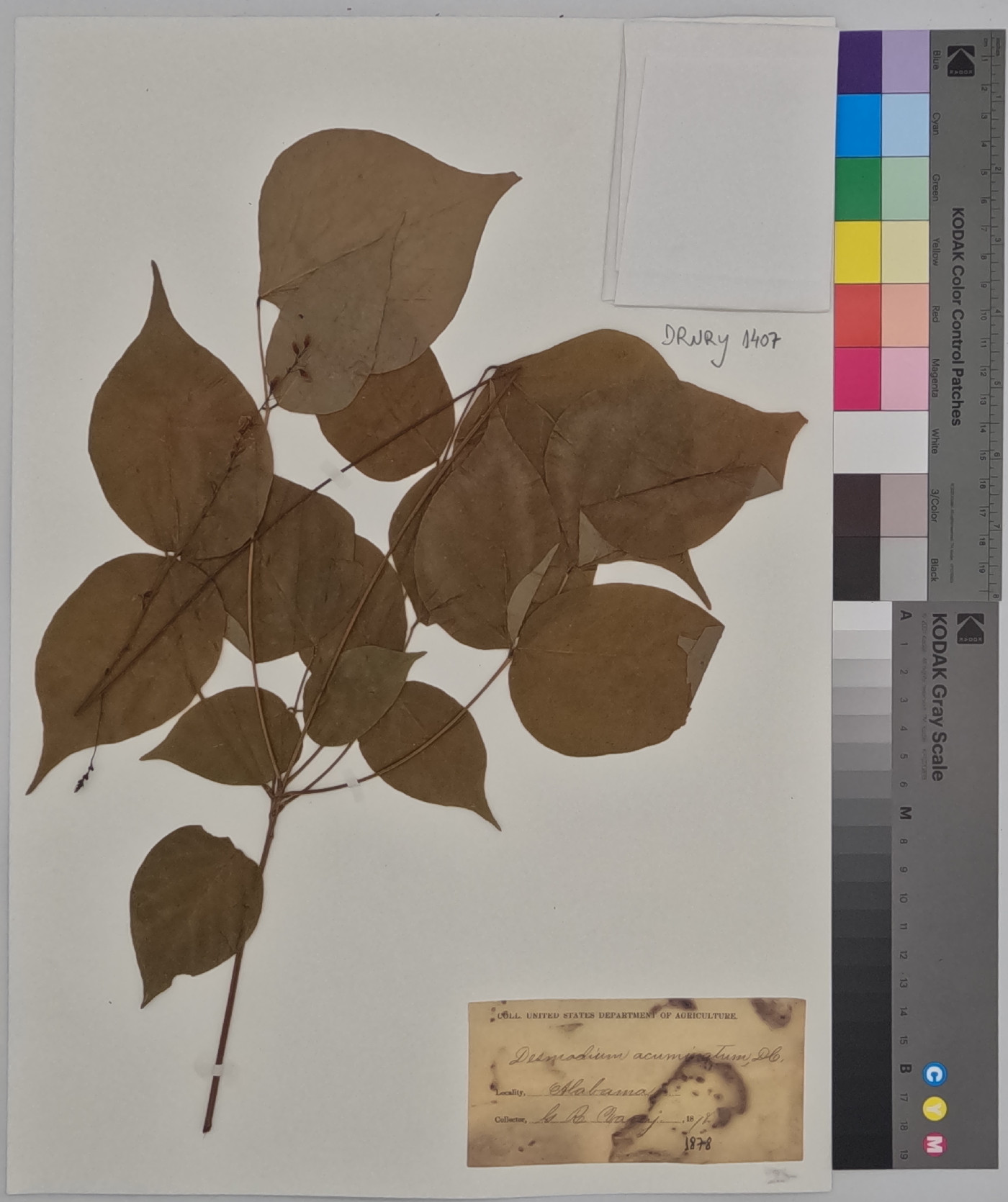 Desmodium acuminatum image