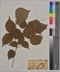 Desmodium acuminatum image