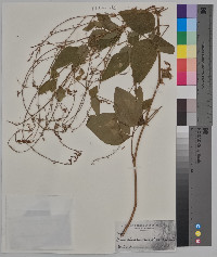 Desmodium canescens image