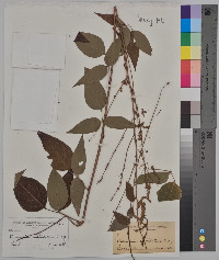 Desmodium cuspidatum image