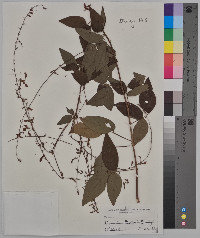 Desmodium dillenii image