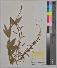 Desmodium illinoense image