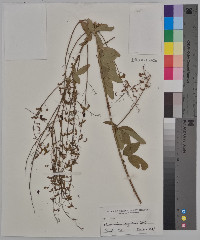 Desmodium rigidum image