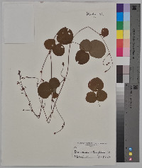 Desmodium rotundifolium image