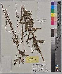 Desmodium sessilifolium image