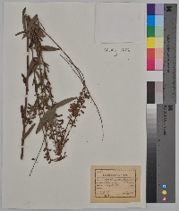 Desmodium sessilifolium image