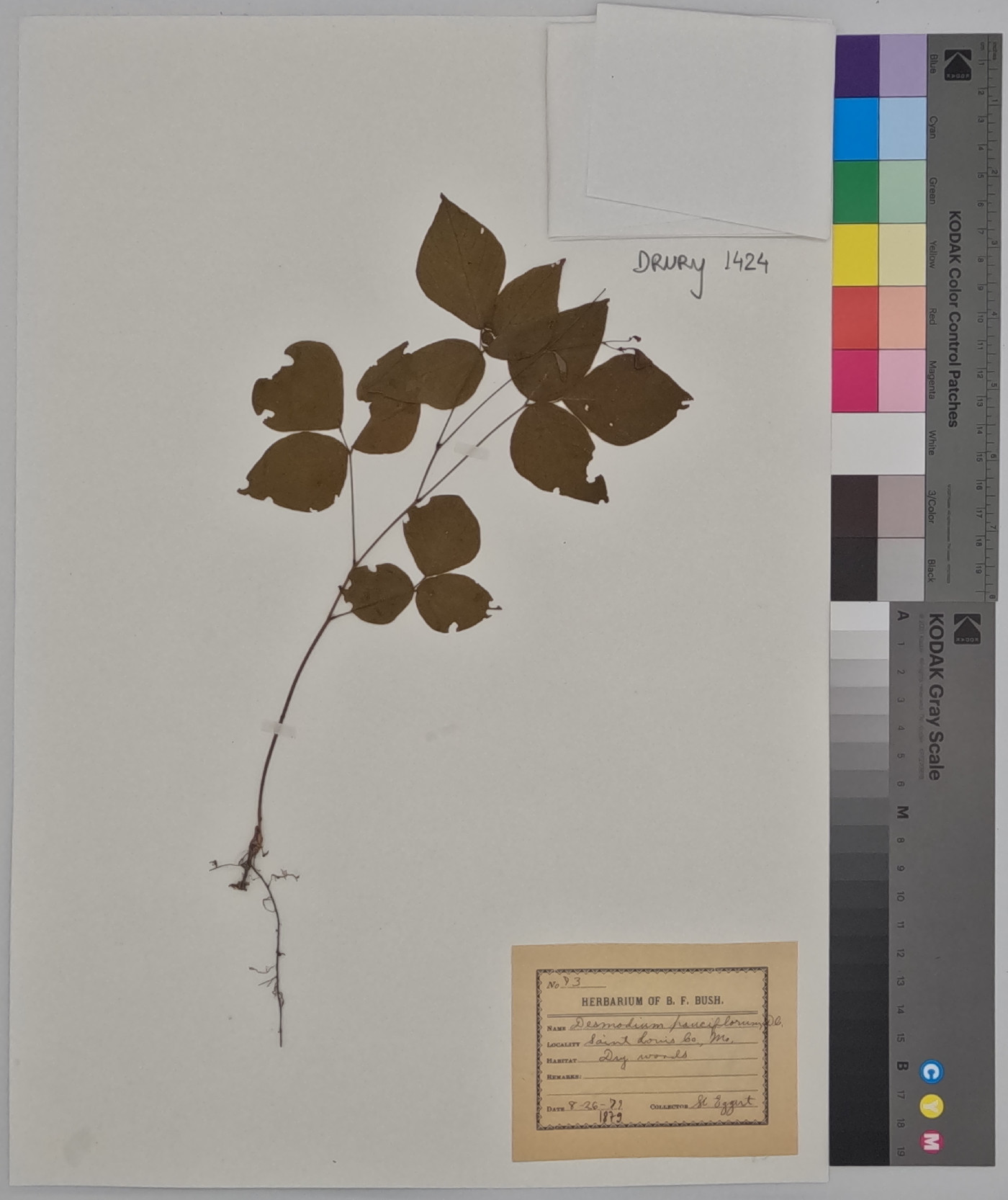 Desmodium pseudoamplifolium image