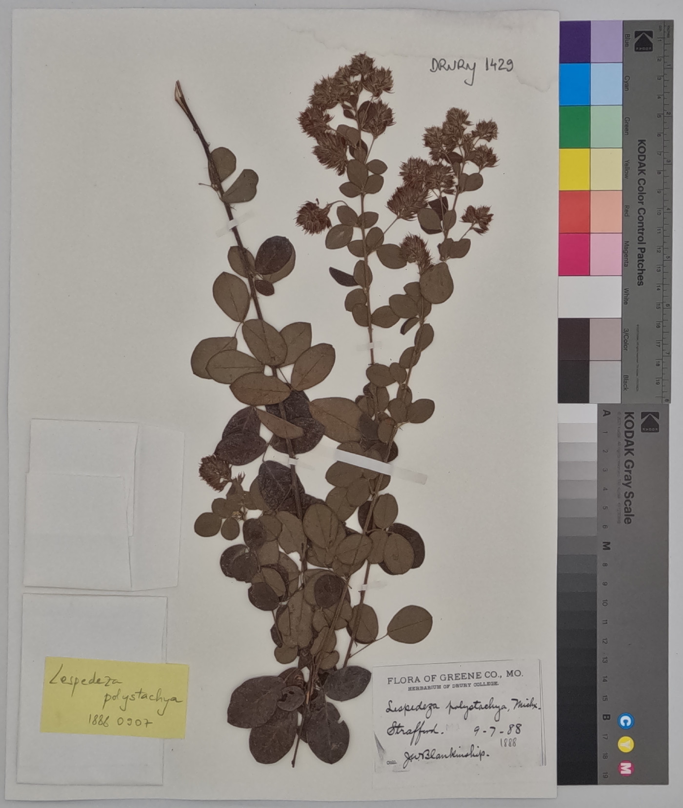 Lespedeza polystachya image