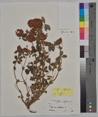 Trifolium reflexum image