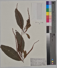 Castanea sativa image