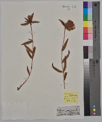 Gentiana andrewsii image