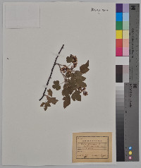 Ribes floridum image