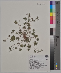 Geranium molle image