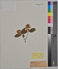 Philadelphus coronarius image