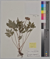 Hydrophyllum virginianum image