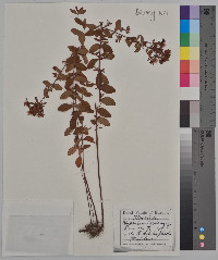 Hypericum tetrapterum image