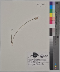 Sisyrinchium campestre image