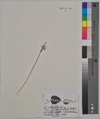 Sisyrinchium campestre image