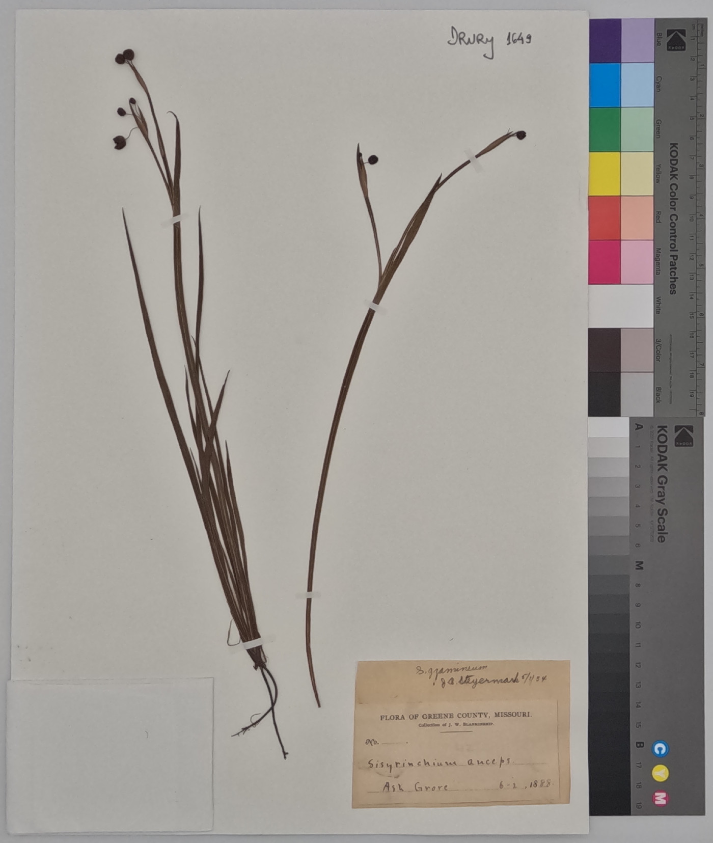 Sisyrinchium anceps image