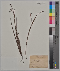 Sisyrinchium anceps image