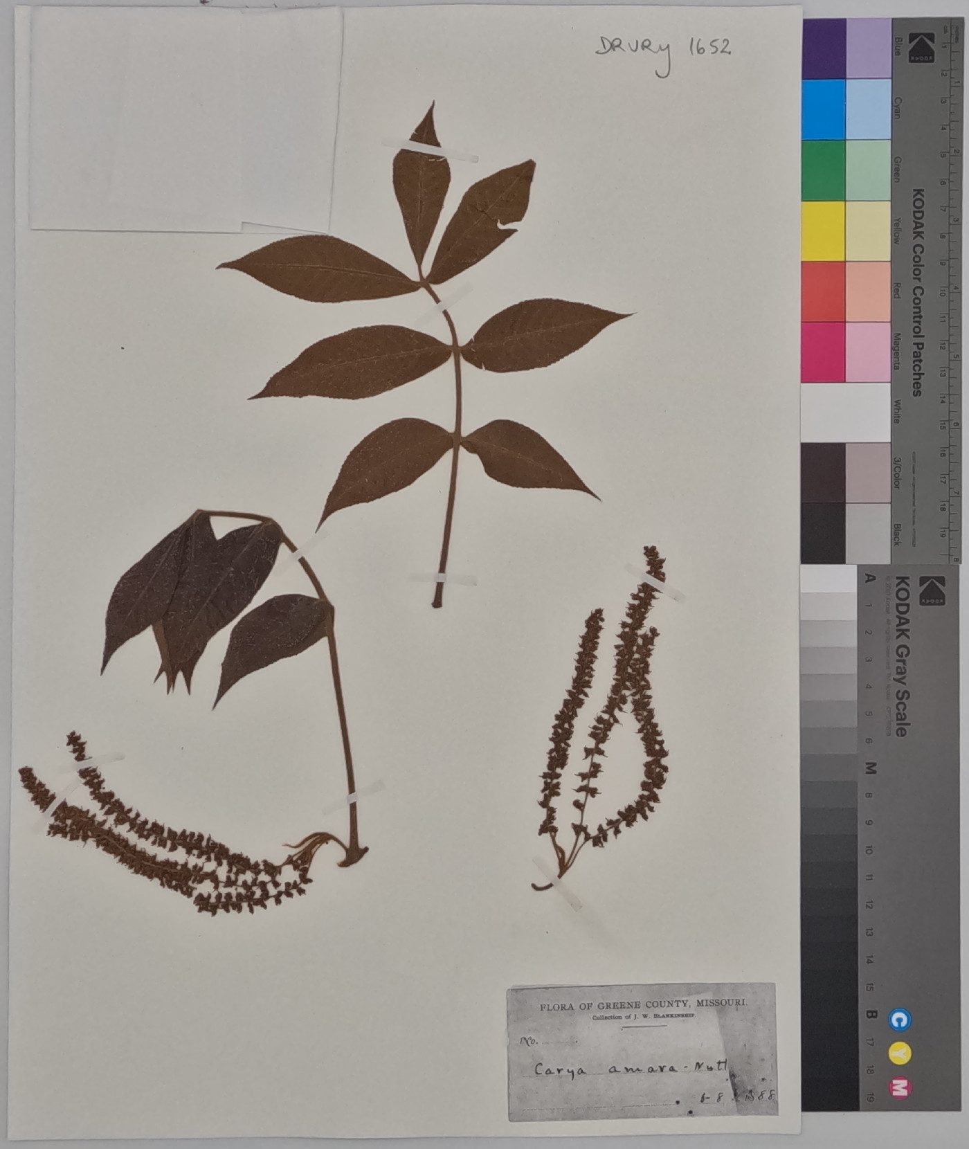 Carya amara image
