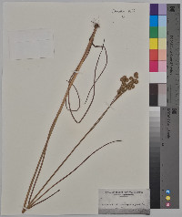 Juncus brachycarpus image