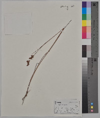 Juncus canadensis var. coarctatus image
