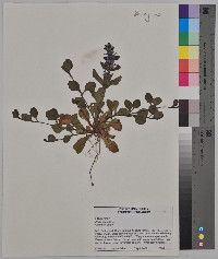 Ajuga reptans image