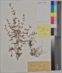 Clinopodium glabellum image
