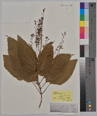 Collinsonia canadensis image