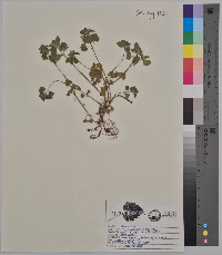 Lamium purpureum image