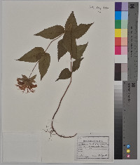 Monarda bradburiana image