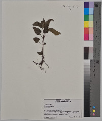 Monarda didyma image