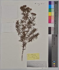 Pycnanthemum incanum image