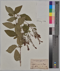 Scutellaria canescens image