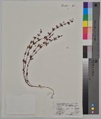 Scutellaria parvula image