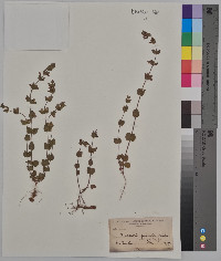 Scutellaria parvula image