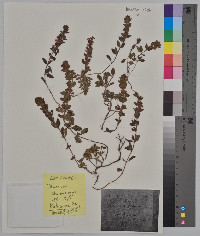 Teucrium chamaedrys image