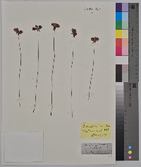 Utricularia cornuta image