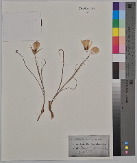 Calochortus gunnisonii image