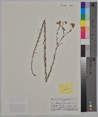 Linum perenne image