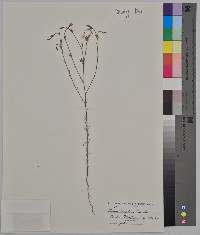 Linum rigidum image