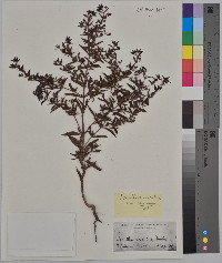 Trichostema coeruleum image